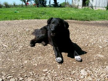 Dog standing on grassy field