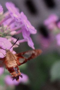 Close-up of insect on pink flower