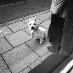 Low section of man with dog on sidewalk