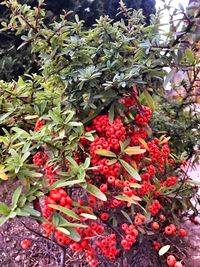 Close-up of fruits on tree