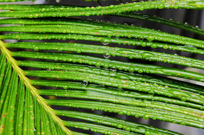 Full frame shot of wet leaf