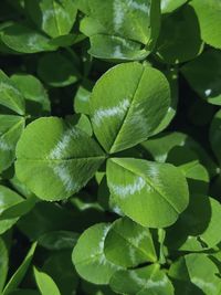 Close-up of green leaves