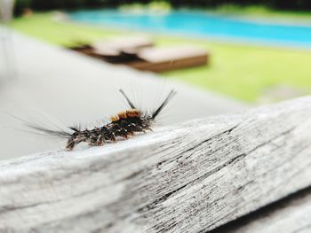 Close-up of insect on wood