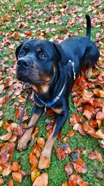 Black dog on autumn leaves