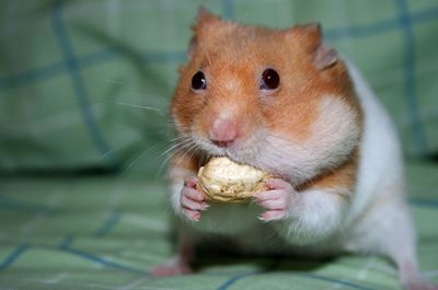 Close-up portrait of hamster eating food