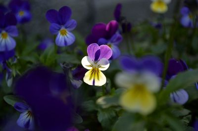 Close-up of purple crocus blooming outdoors