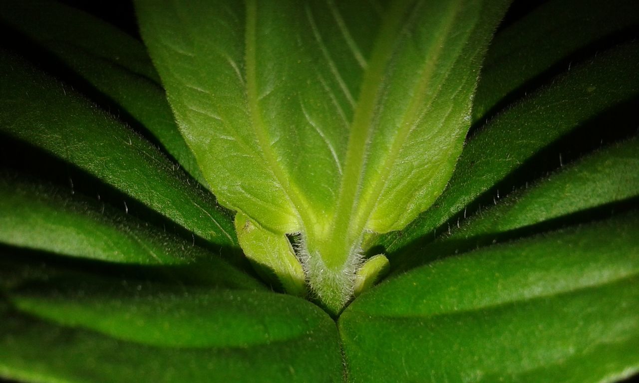 leaf, green color, nature, close-up, no people, growth, one animal, plant, day, animal themes, backgrounds, animals in the wild, freshness, outdoors, beauty in nature