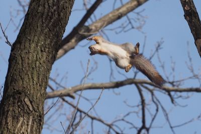 Low angle view of squirrel on tree