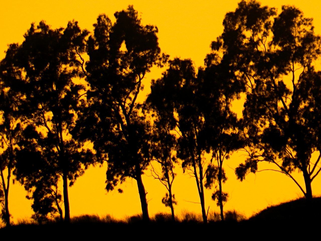 SILHOUETTE TREES ON FIELD AGAINST SKY