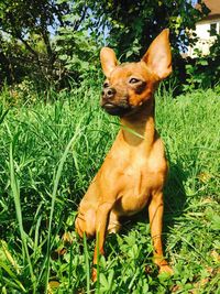 Dog sitting on field