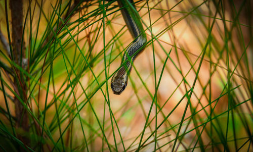 Close-up of insect on grass