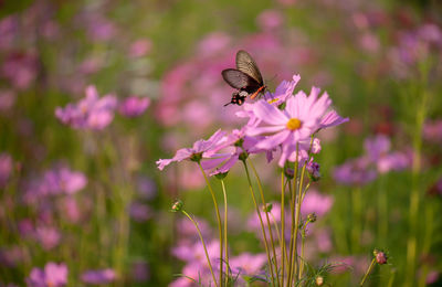 Close-up of butterfly pollinating on pink flower