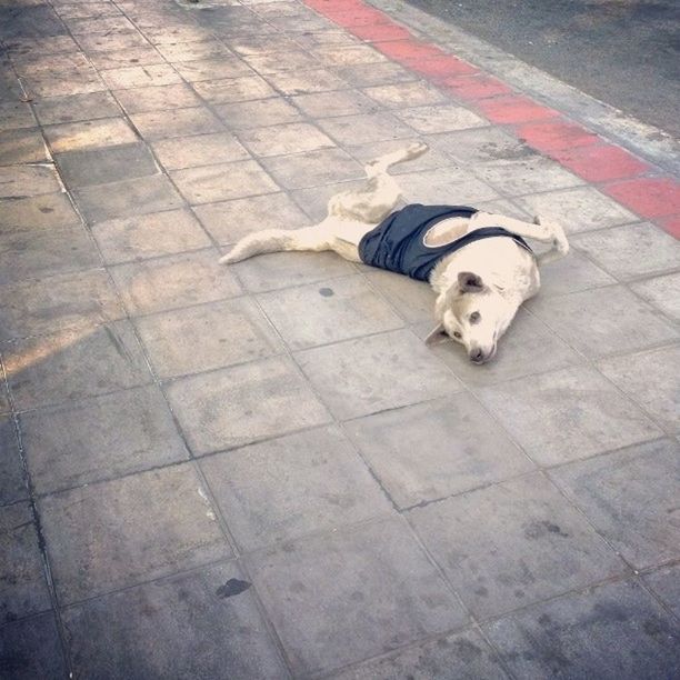 pets, domestic animals, dog, animal themes, mammal, one animal, high angle view, lying down, relaxation, street, paving stone, resting, sleeping, sitting, canine, looking at camera, portrait, footpath, sidewalk, sunlight