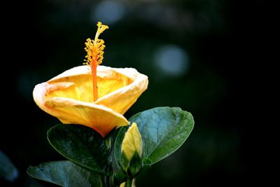 Close-up of orange rose flower