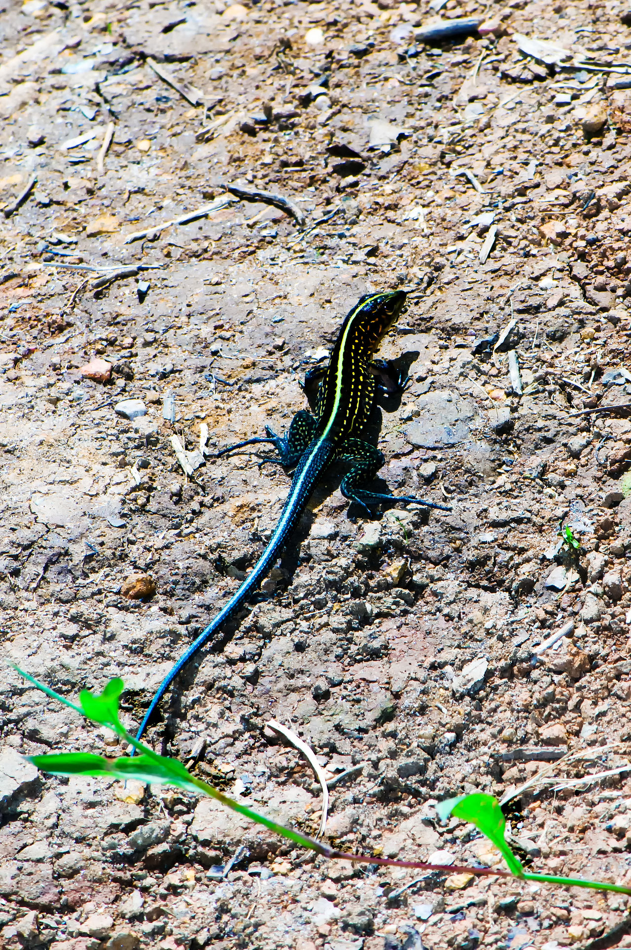 Ameiva festiva