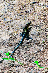 Close-up of lizard