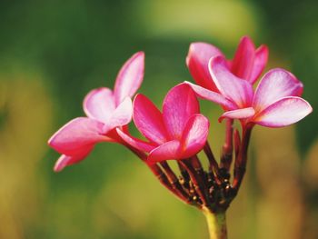 Close-up of pink flower