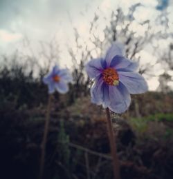 flowering plant