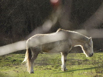 Horse on field