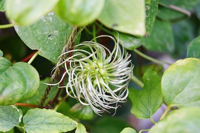 Close-up of flowering plant