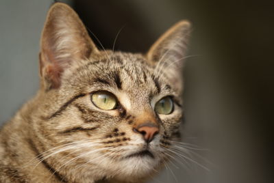 Close-up portrait of cat