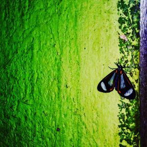 Close-up of butterfly on leaf