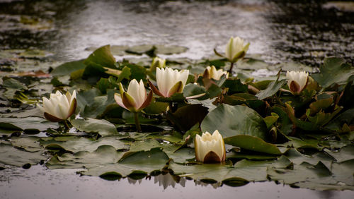 Close-up of lotus water lily in lake