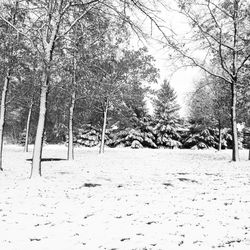 Trees on field against sky during winter