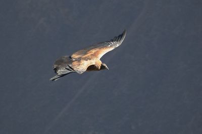 Low angle view of condor flying