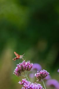 Close-up of butterfly pollinating on pink flower