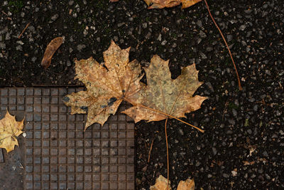 High angle view of maple leaf during autumn