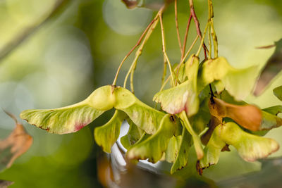 Close-up of flowering plant