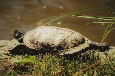 Close-up of turtle in a field