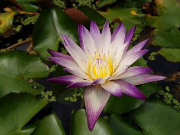 Close-up of purple water lily