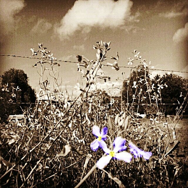 flower, plant, sky, field, nature, growth, cloud - sky, fragility, beauty in nature, stem, day, tranquility, dry, outdoors, purple, landscape, blue, grass, no people, blooming