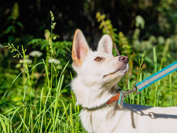 Close-up of dog