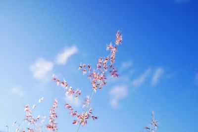 Low angle view of pink flowering plant against blue sky