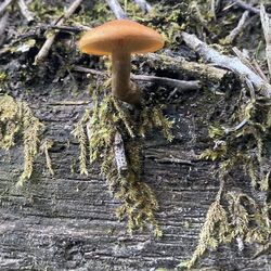 Close-up of mushroom growing on tree trunk