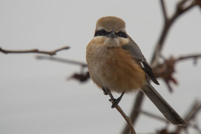 Close-up of bird perching on branch