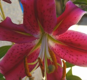 Close-up of pink day lily