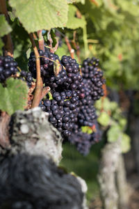 Close-up of grapes growing in vineyard