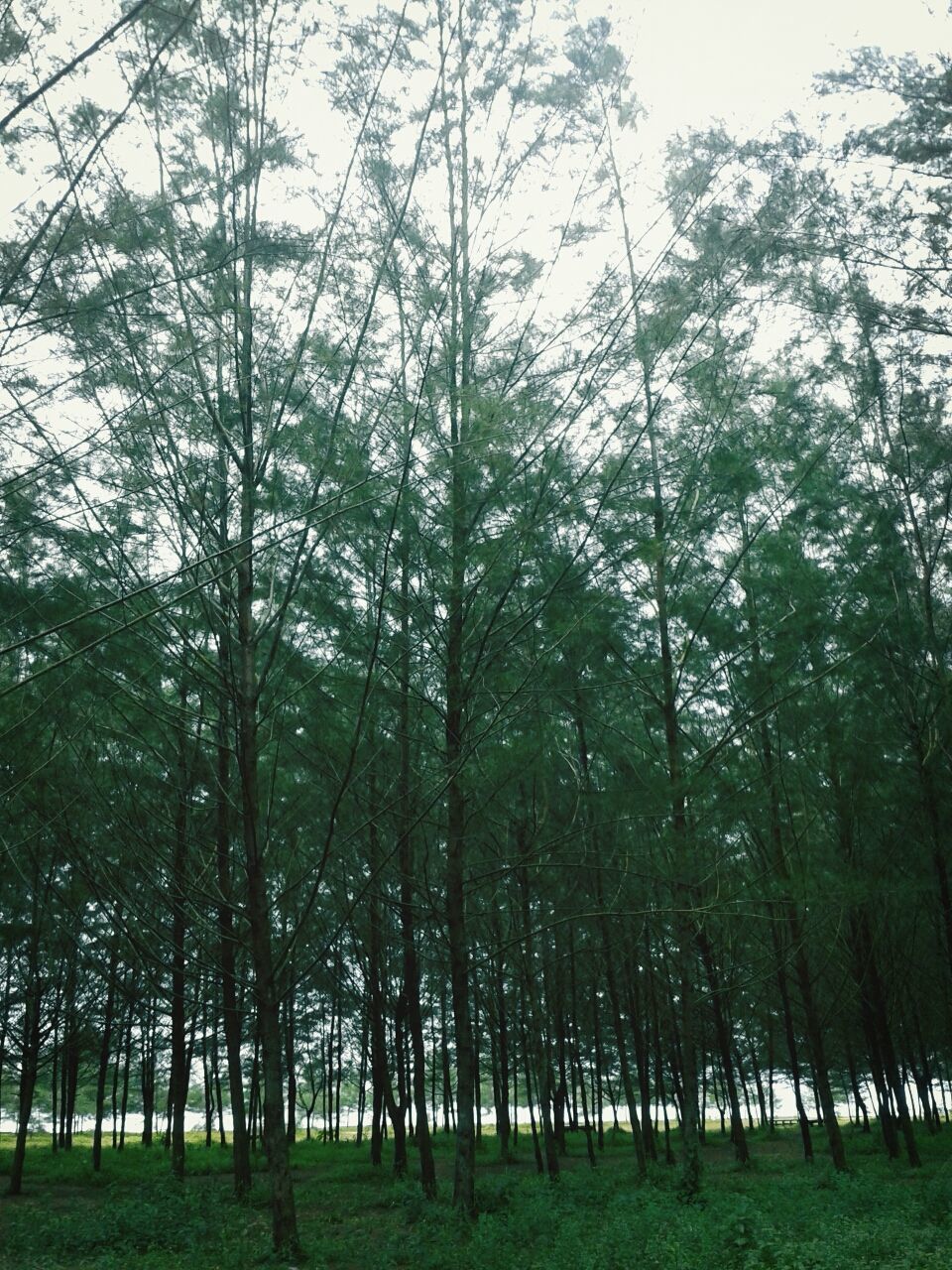 Pinus