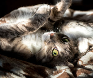 Close-up of cat sleeping