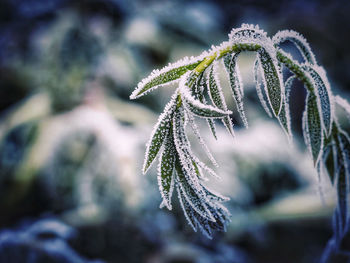 Close-up of frozen plant