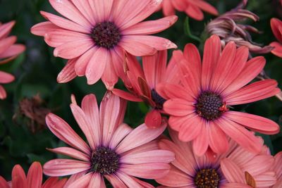 Close-up of pink flowers in park