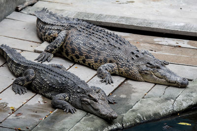 High angle view of crocodile in zoo
