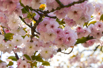 Close-up of pink flowers on tree