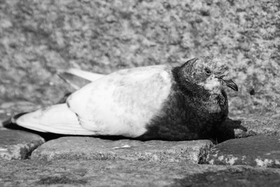 Close-up of a bird