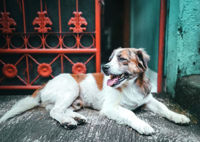 Dogs relaxing outdoors