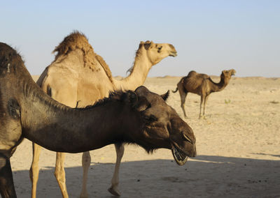 Group of dromedary camel in the oman desert